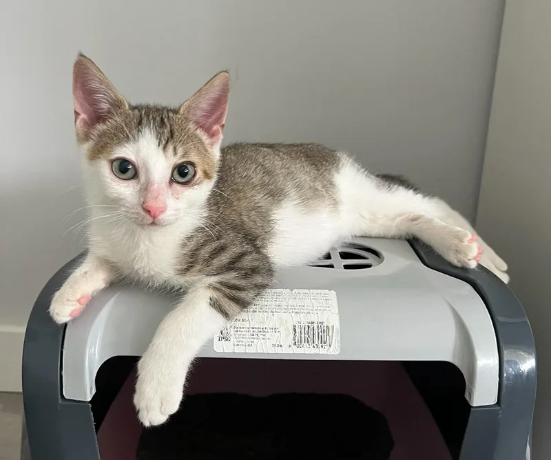 Poly the polydactyl & thumbnail 2