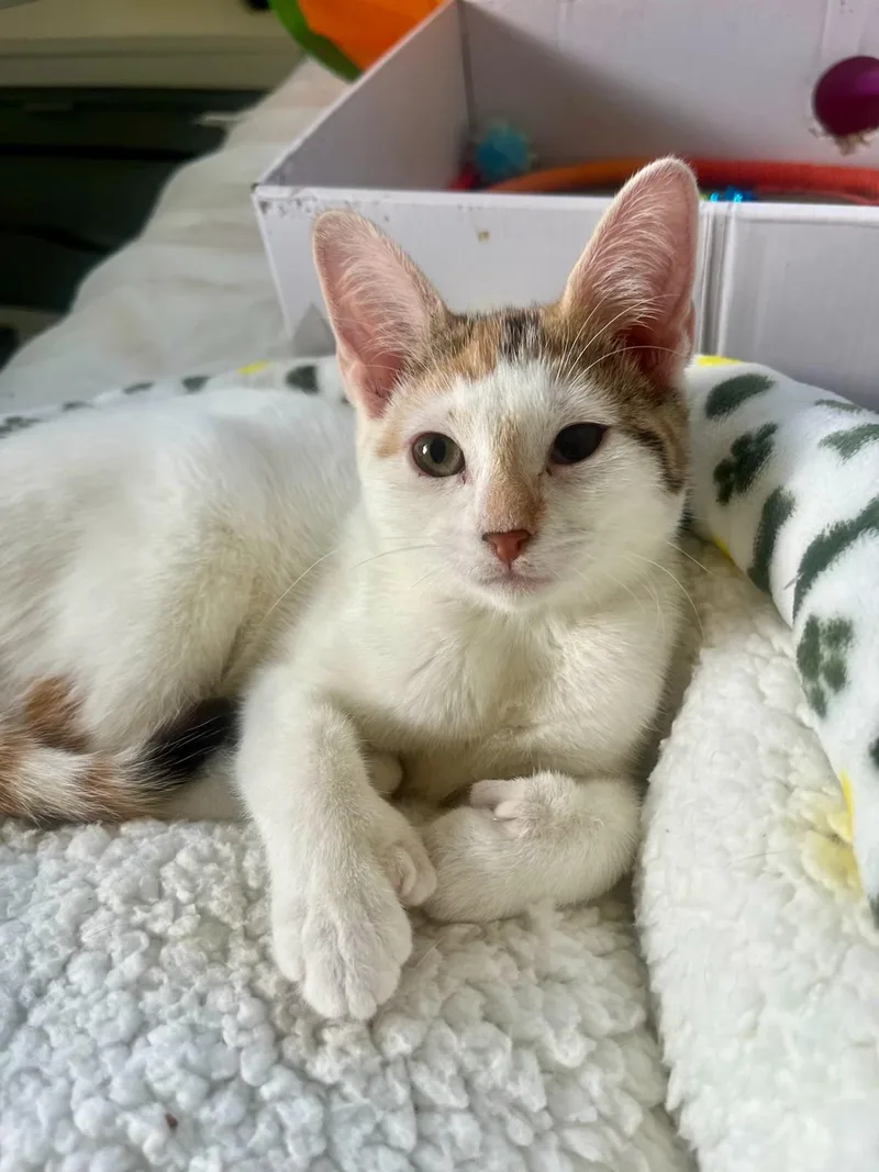 Poly the polydactyl & thumbnail 3
