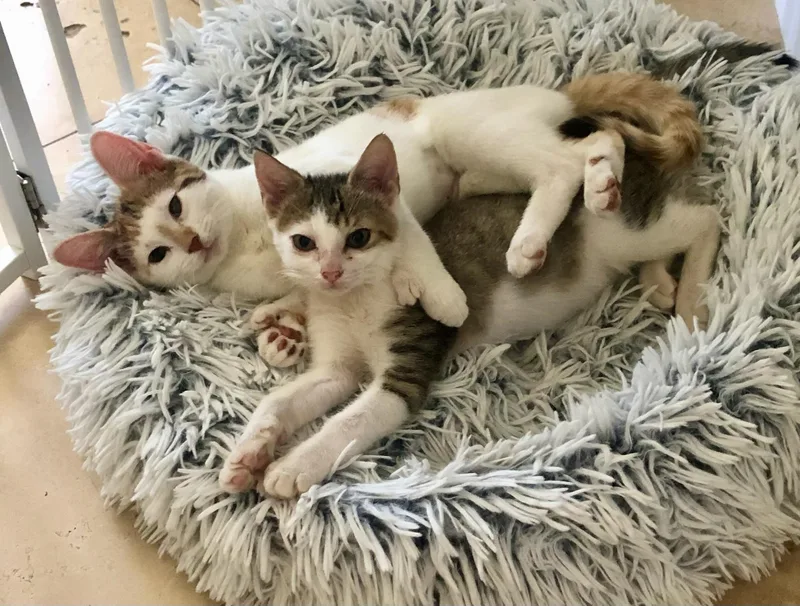 Poly the polydactyl & thumbnail 4