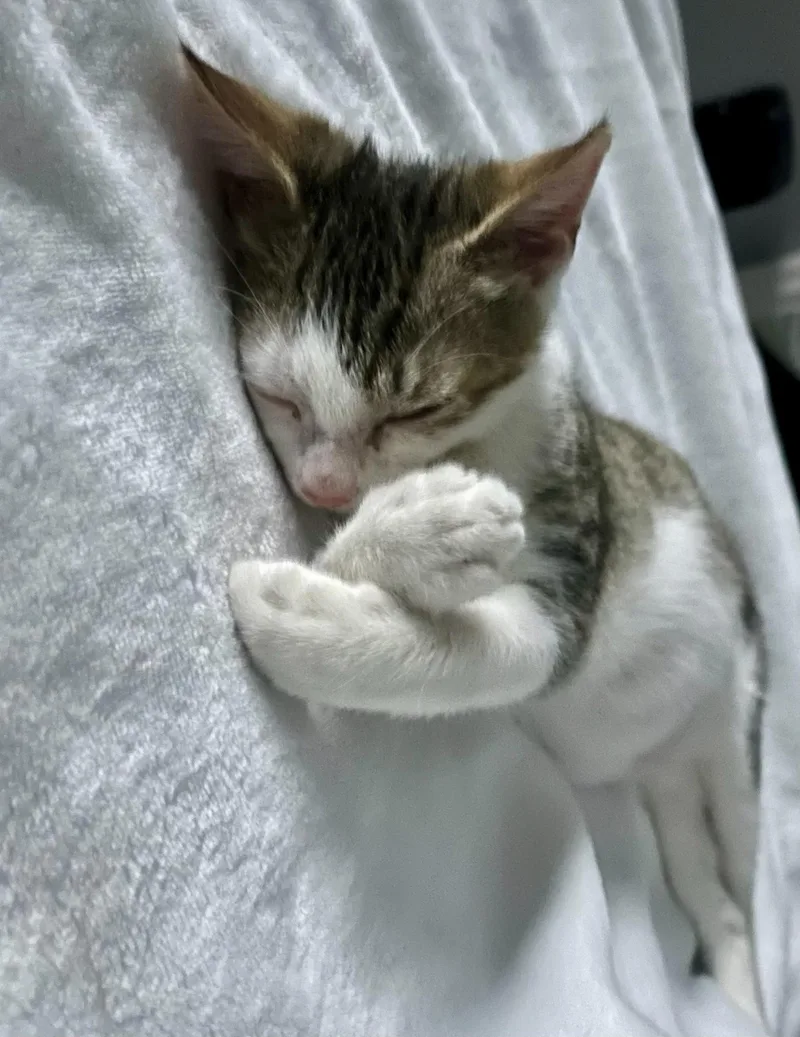 Poly the polydactyl & thumbnail 5