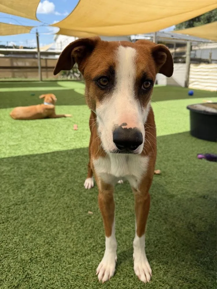 An adult medium-sized male Tricolor (Brown, Black, & White) Mixed Breed dog named Woodstock for adoption in Winter Garden, FL