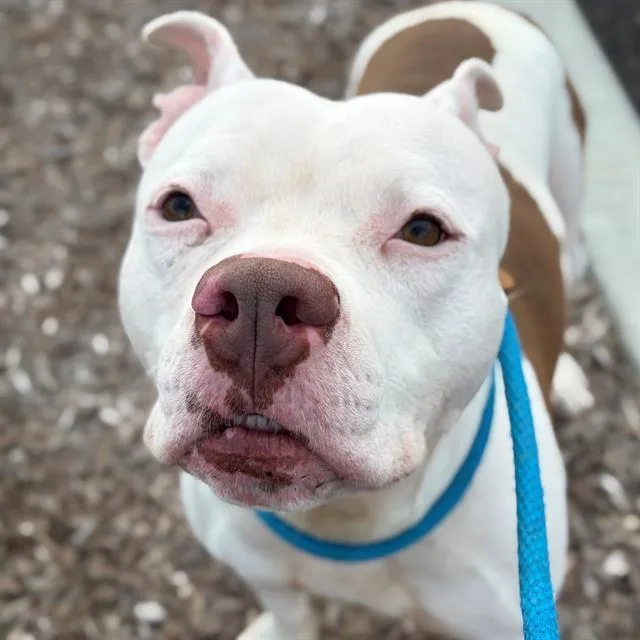 An adult large-sized female Pit Bull Terrier dog named Royce for adoption in Indianapolis, IN