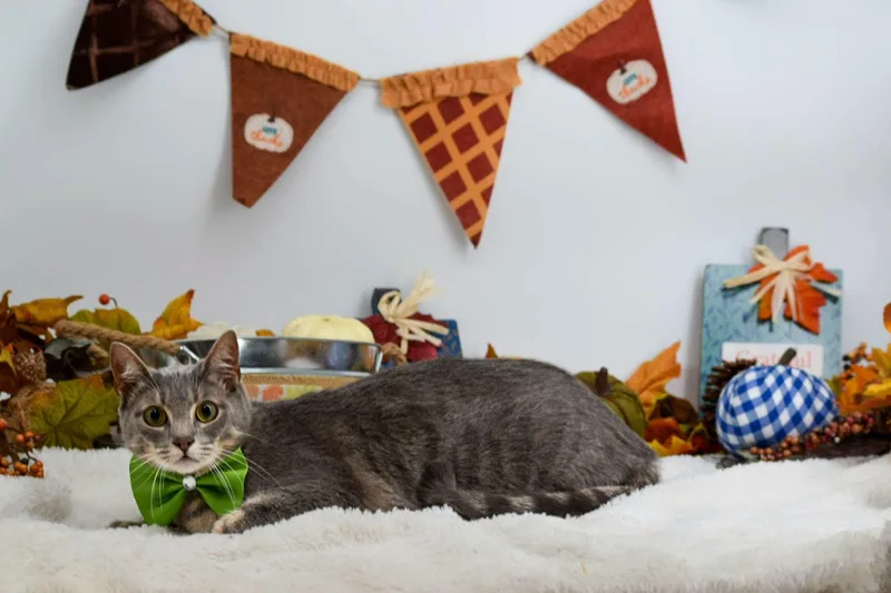 A young large-sized male Domestic Short Hair cat named Ampersand for adoption in Sevierville, TN