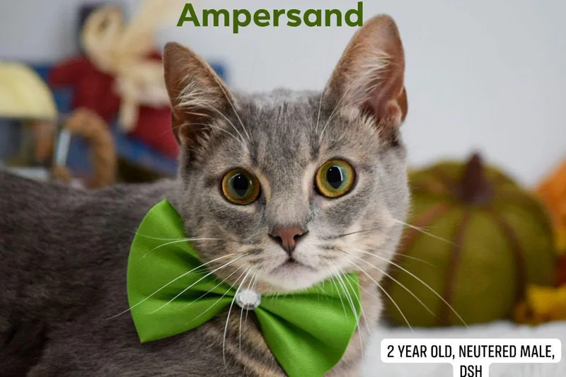 Ampersand thumbnail 2