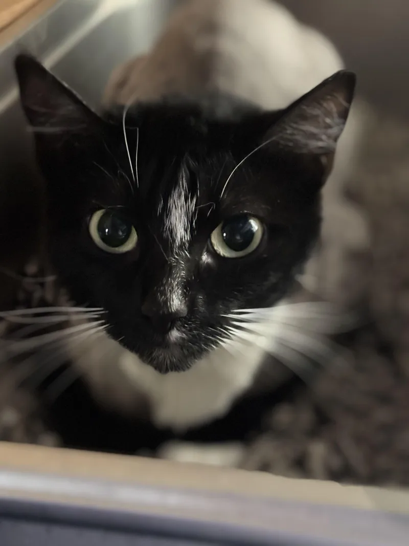 An adult small-sized female Domestic Medium Hair cat named Brooklynn for adoption in Pittsburgh, PA