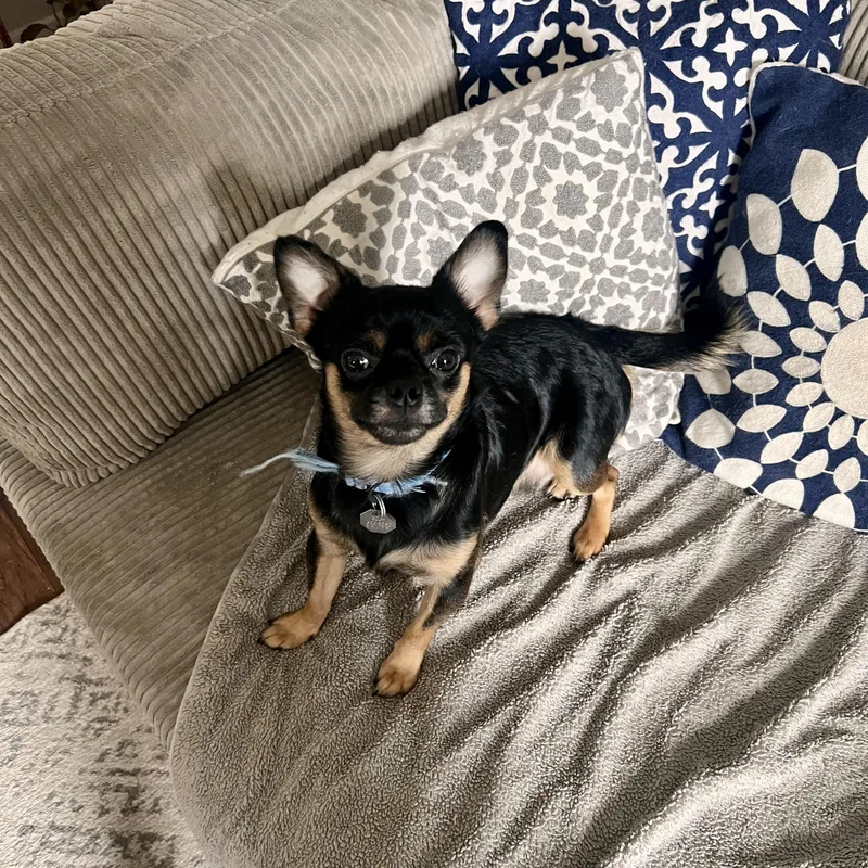 An adult small-sized male Bicolor Chihuahua dog named Parker for adoption in Denver, CO