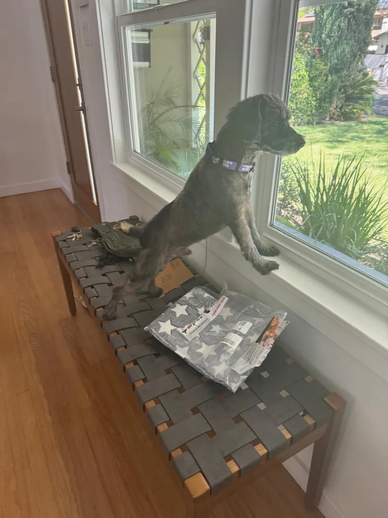 An adult small-sized male Miniature Schnauzer dog named Darcy for adoption in Los Angeles, CA