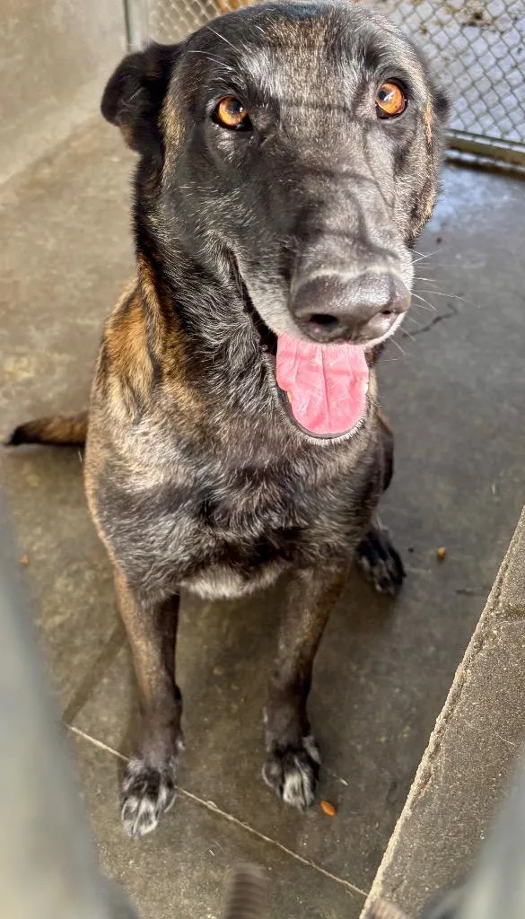 An adult extra large-sized female Belgian Shepherd / Malinois dog named Rya for adoption in McFarland, CA
