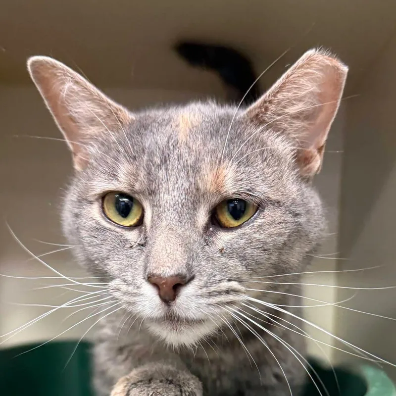 An adult small-sized female Gray / Blue / Silver Domestic Short Hair cat named Journey for adoption in Waynesboro, PA
