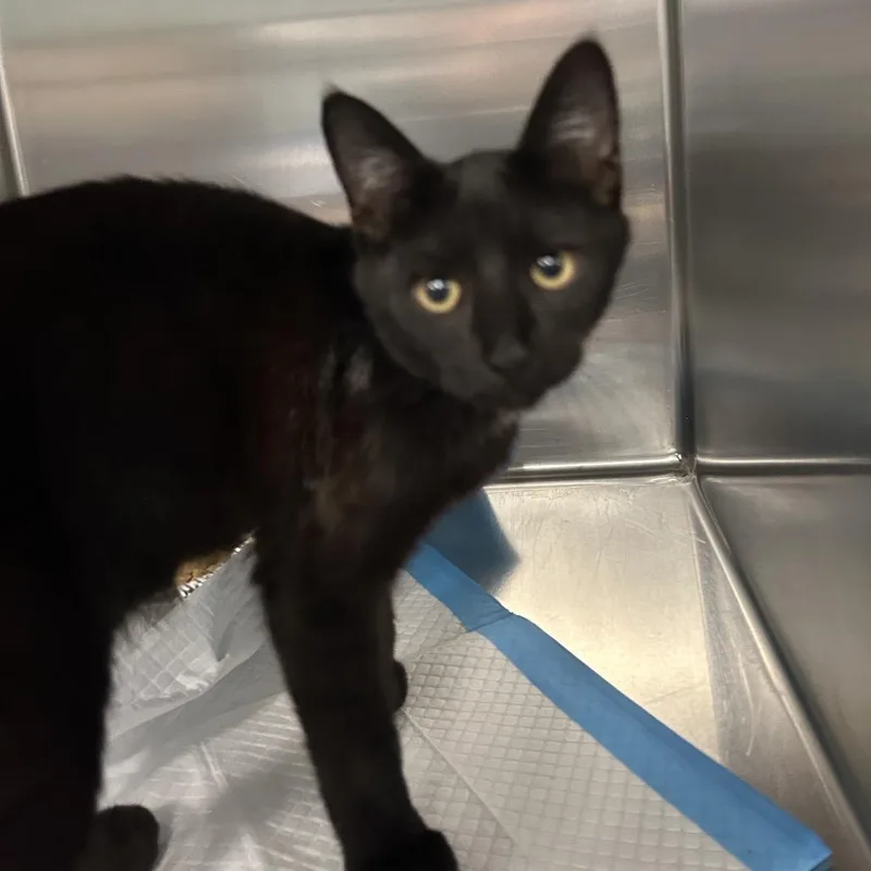 A baby medium-sized male Black Domestic Short Hair cat named Moses for adoption in Greensboro, NC