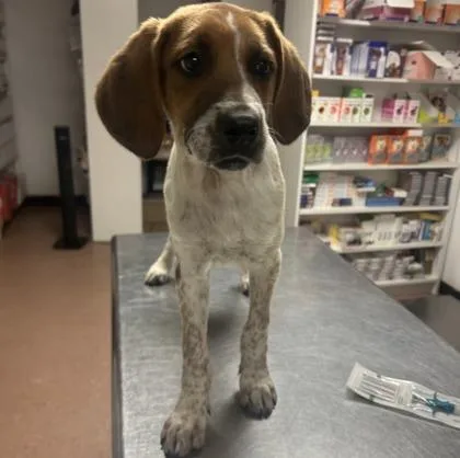 A baby medium-sized male Beagle dog named Bingo for adoption in Morton Grove, IL