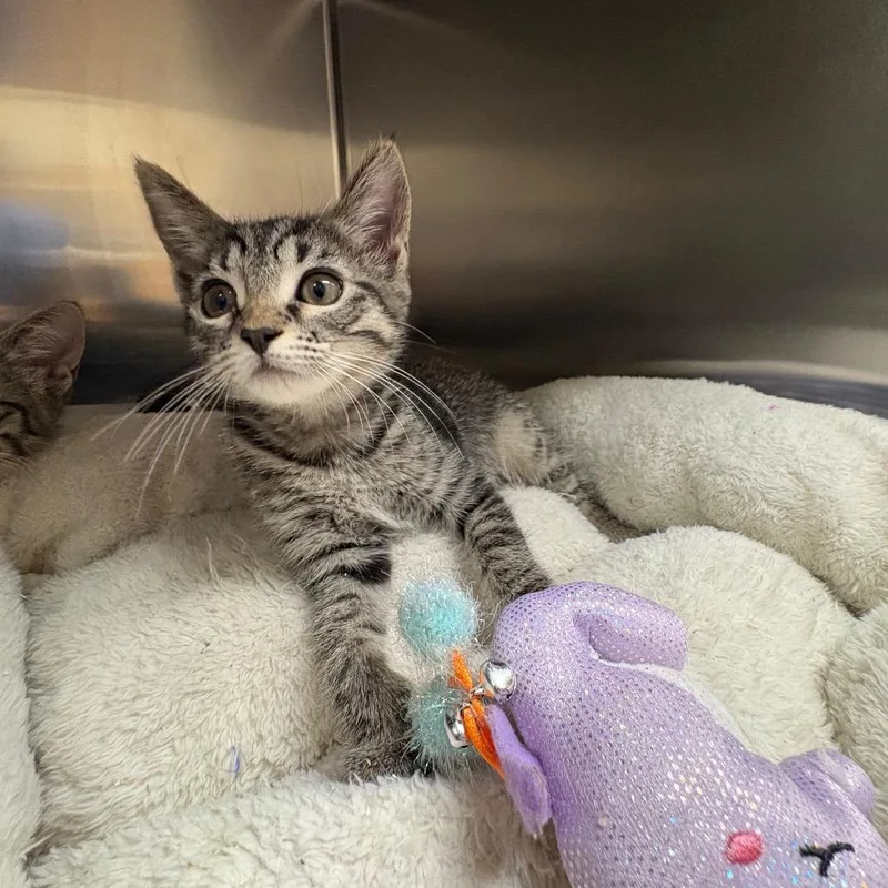A baby small-sized female Black Domestic Short Hair cat named Penelope for adoption in Milton, FL