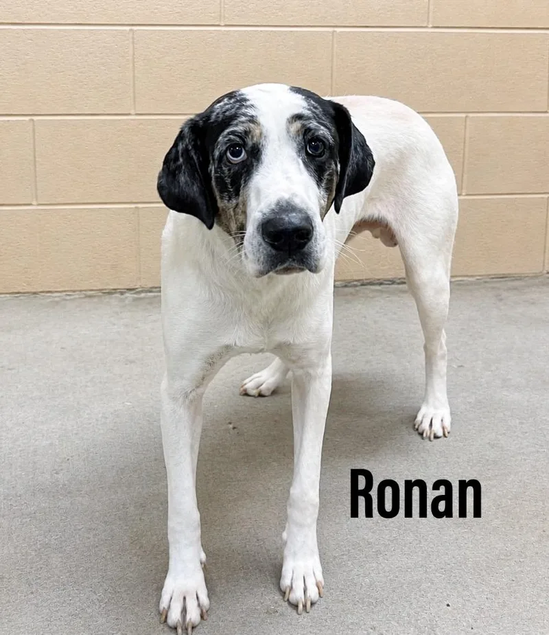 A young large-sized male Catahoula Leopard Dog dog named Ronan for adoption in Clearfield, KY