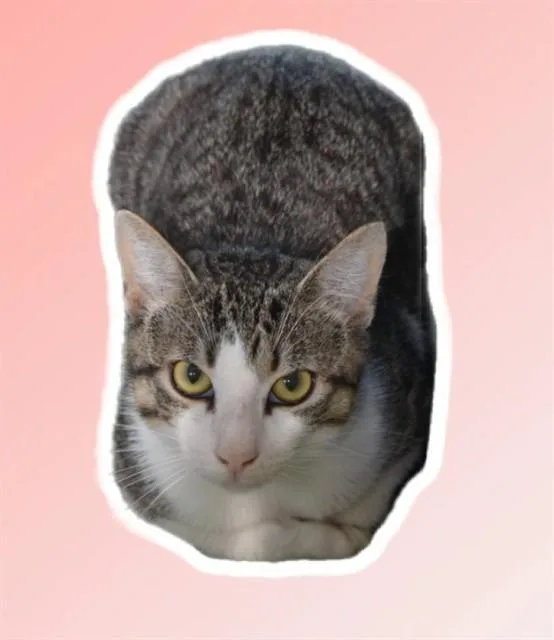 Pierre