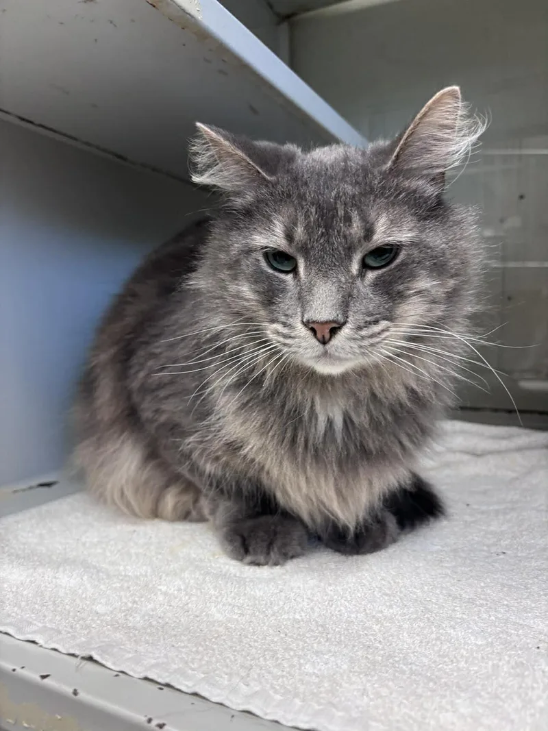 An adult medium-sized male Gray / Blue / Silver Domestic Long Hair cat named Walker for adoption in Burgaw, NC