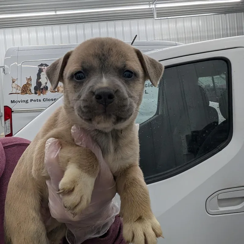 A baby medium-sized female Yellow / Tan / Blond / Fawn Mixed Breed dog named Tessa for adoption in DeKalb, IL