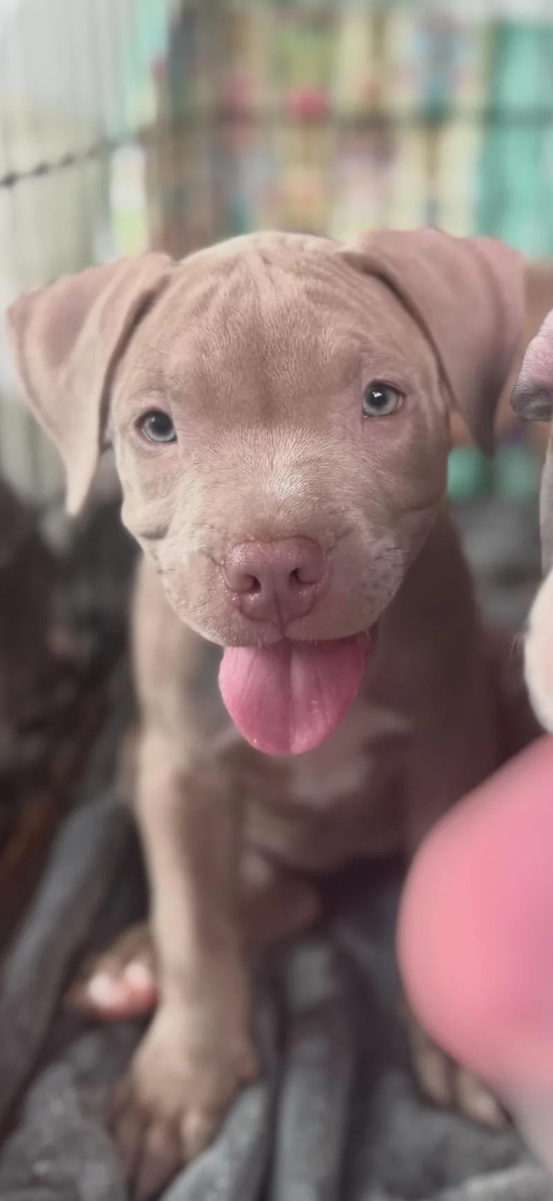 Mulberry thumbnail 2