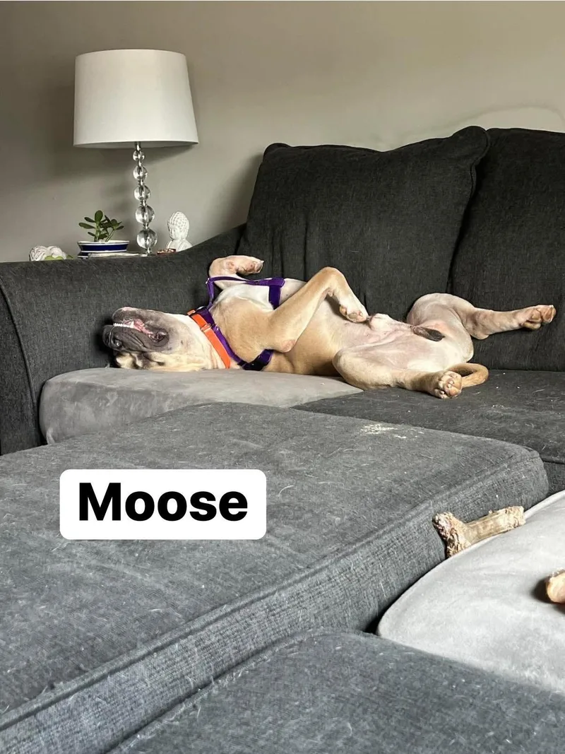Moose