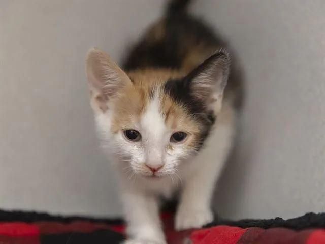 A baby small-sized female Domestic Short Hair cat named Lily for adoption in Phoenix, AZ