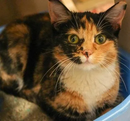 A young large-sized female Domestic Short Hair cat named Mona Da Vinci for adoption in Bowling Green, KY