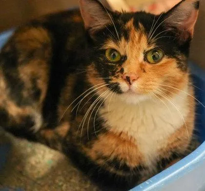 Mona Da Vinci thumbnail 2