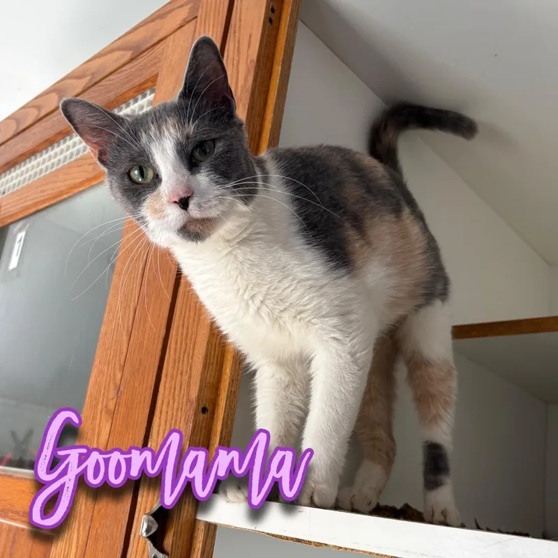 A young small-sized female Domestic Short Hair cat named Goomama for adoption in Hillsboro, OH