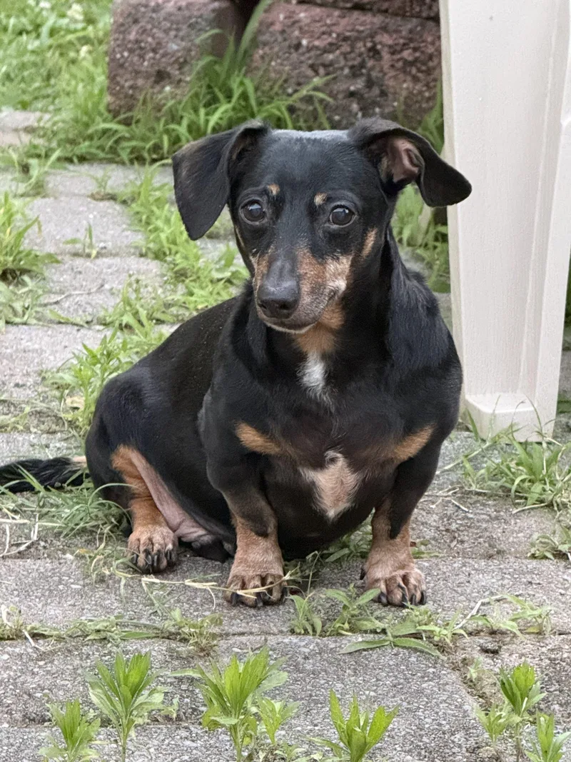 An adult small-sized male Black Dachshund dog named Stan for adoption in Cookeville, TN