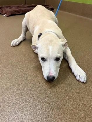 A baby large-sized male Yellow / Tan / Blond / Fawn Mixed Breed dog named Worm for adoption in Wichita, KS