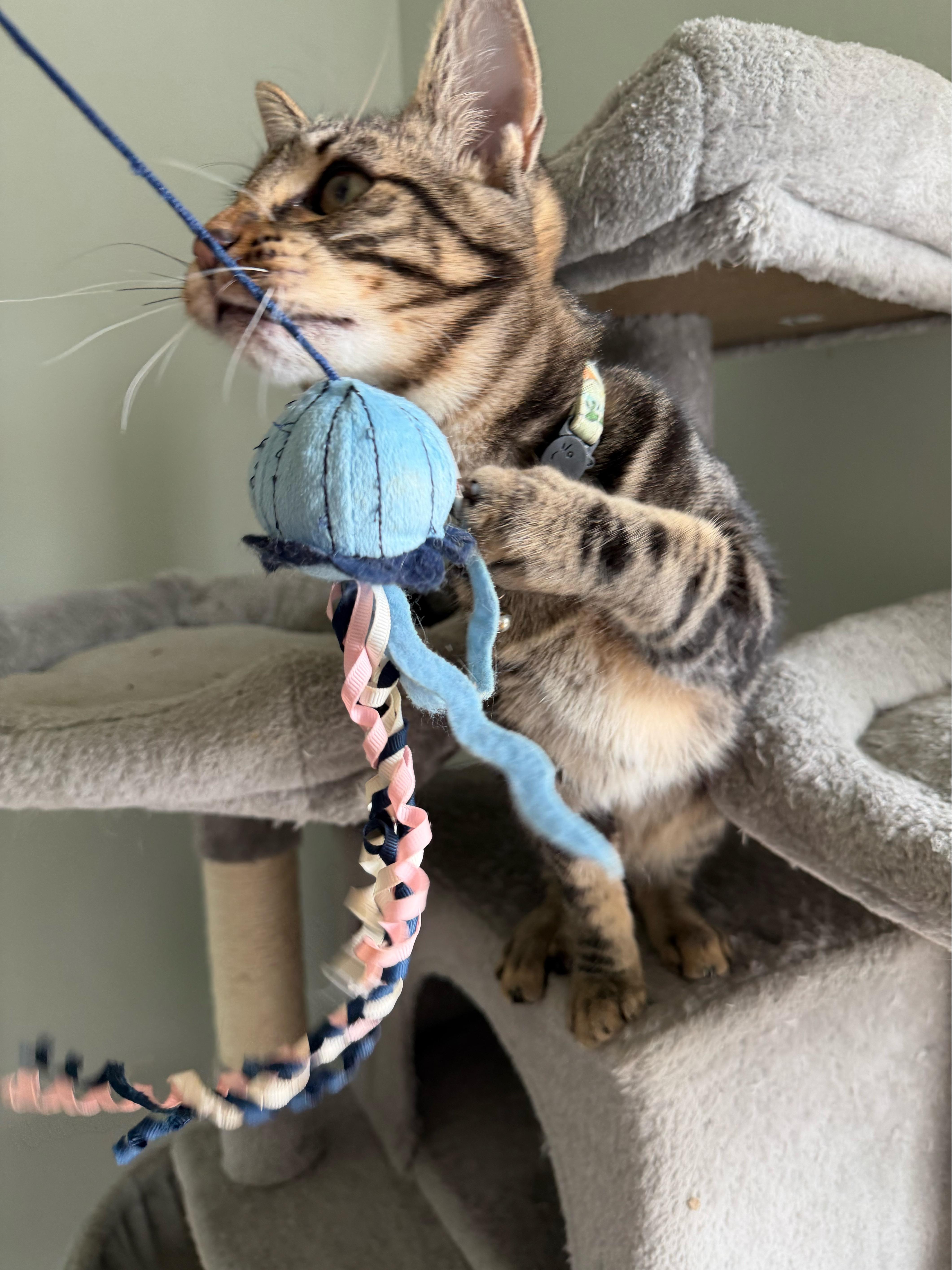 Zeus  Greensboro Ga thumbnail 2