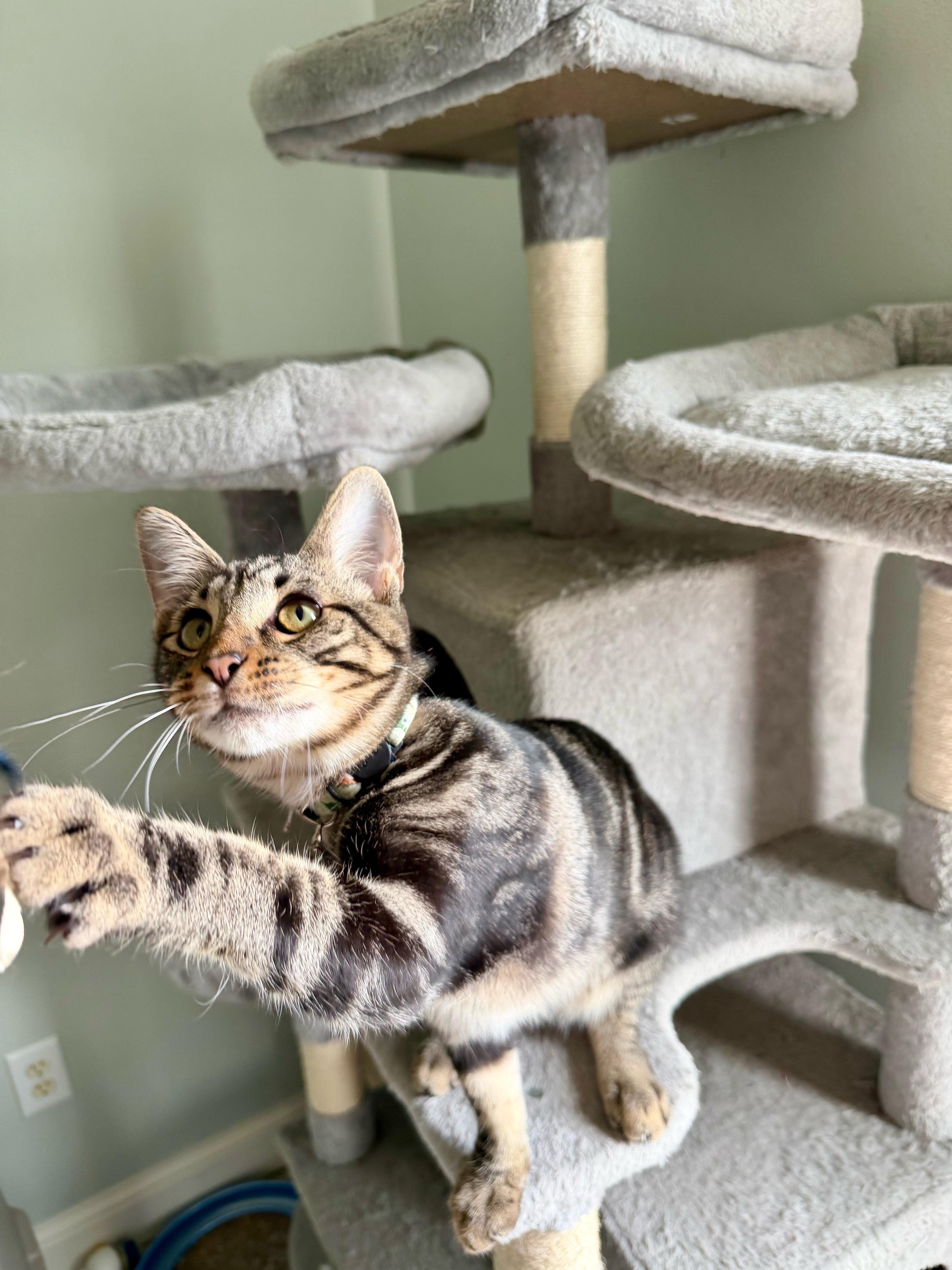 Zeus  Greensboro Ga thumbnail 3