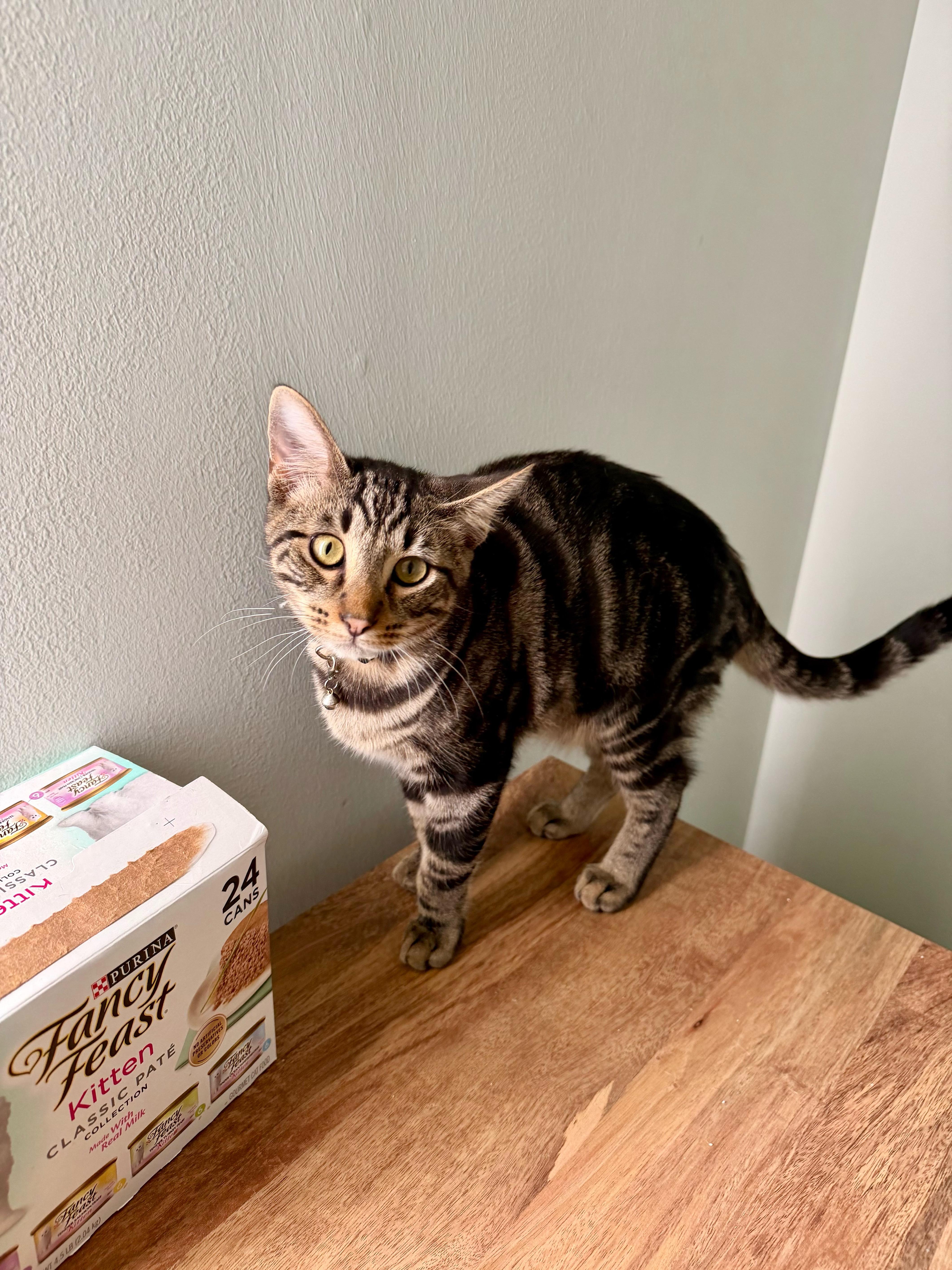 Zeus  Greensboro Ga thumbnail 4