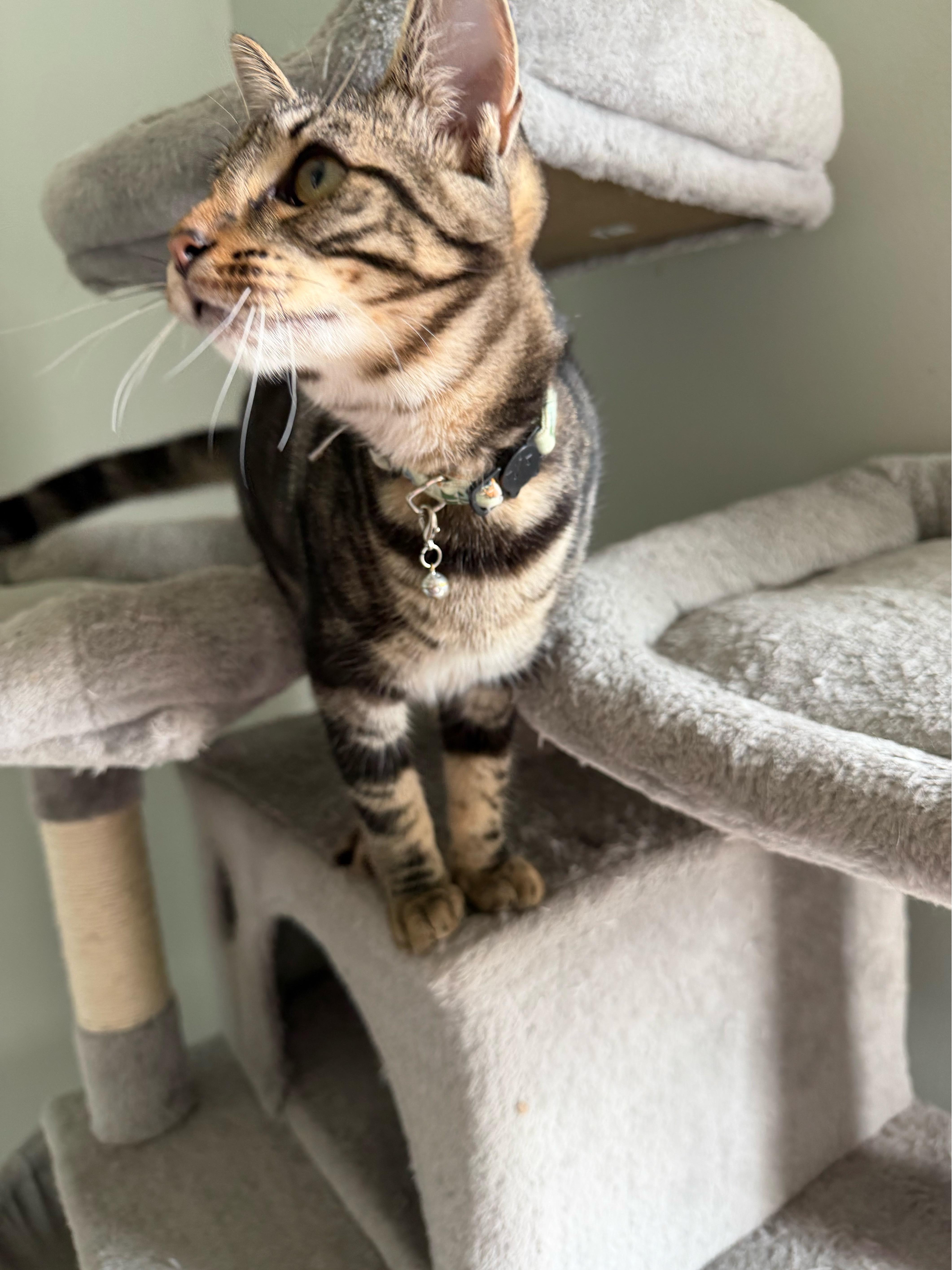 Zeus  Greensboro Ga thumbnail 5