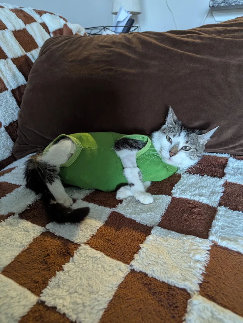 Buttercup thumbnail 3