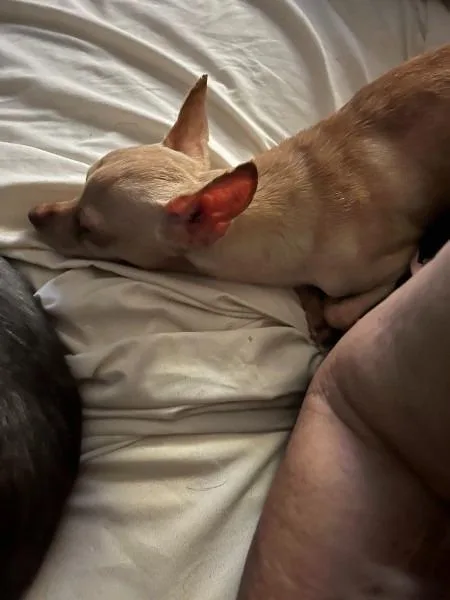 An adult small-sized female Yellow / Tan / Blond / Fawn Chihuahua dog named Habanero AK for adoption in Bryan, TX