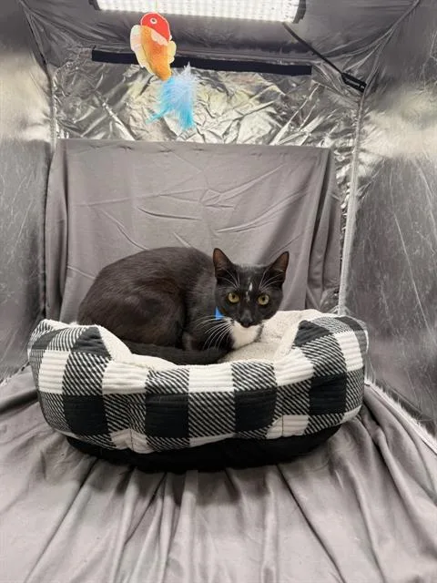 A young medium-sized male Domestic Short Hair cat named Ned for adoption in Appling, GA
