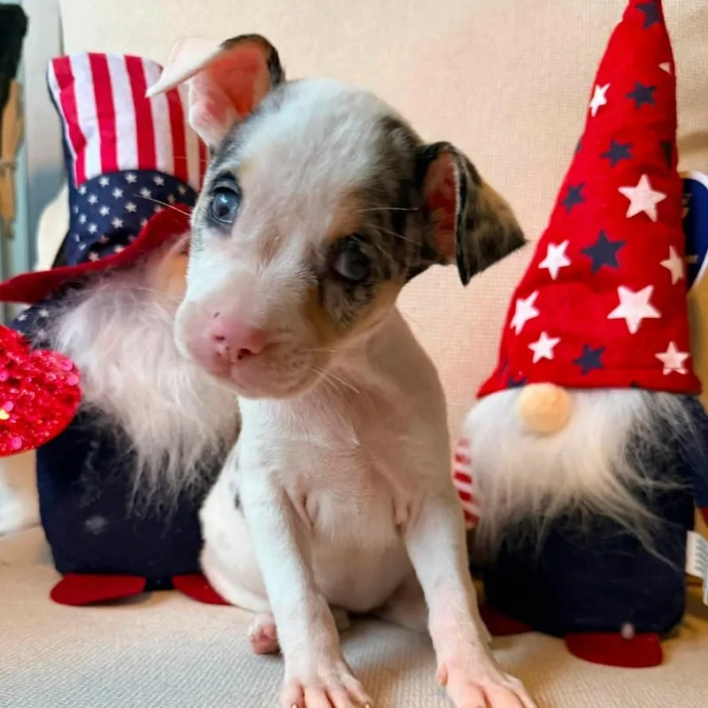 Harper