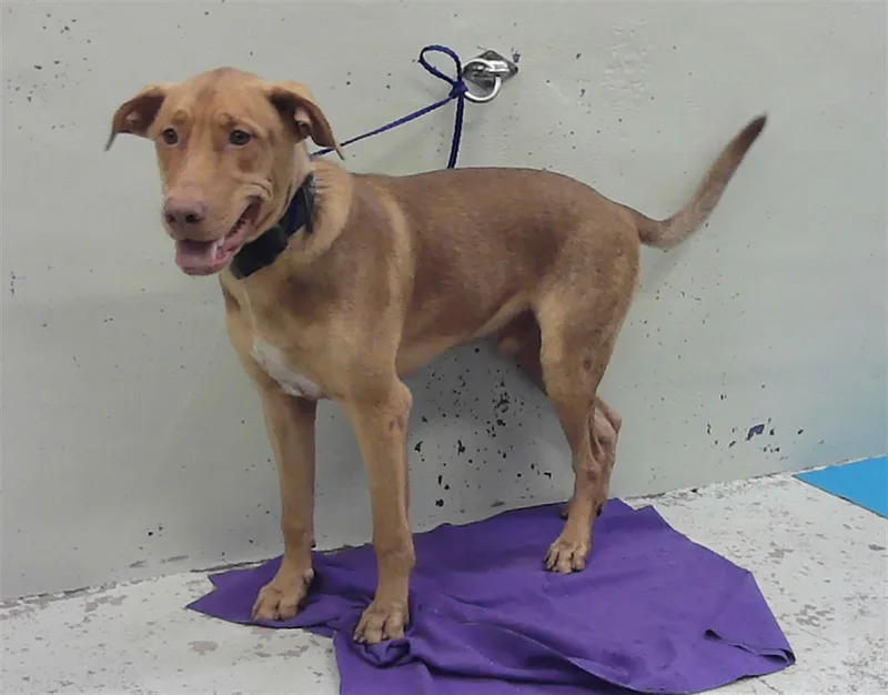 A young large-sized male Staffordshire Bull Terrier dog named Leonardo for adoption in Houston, TX