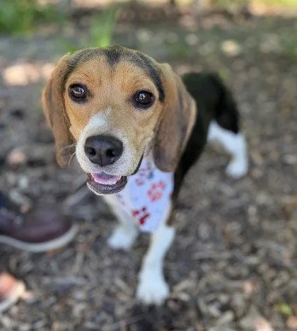 A young small-sized male Beagle dog named Todd for adoption in Midland, VA