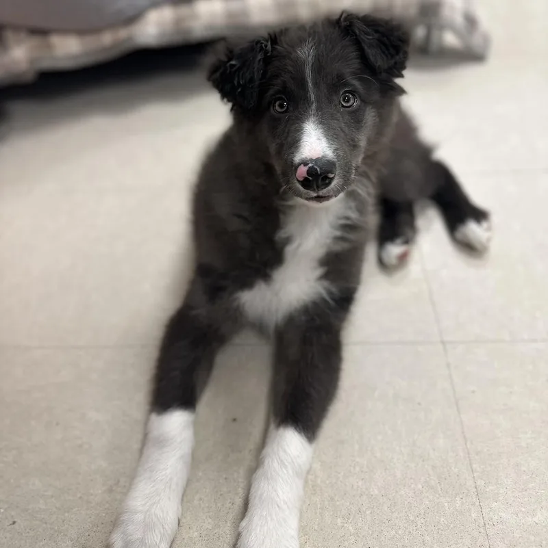 A young medium-sized male Border Collie dog named Miller for adoption in Berlin, NJ