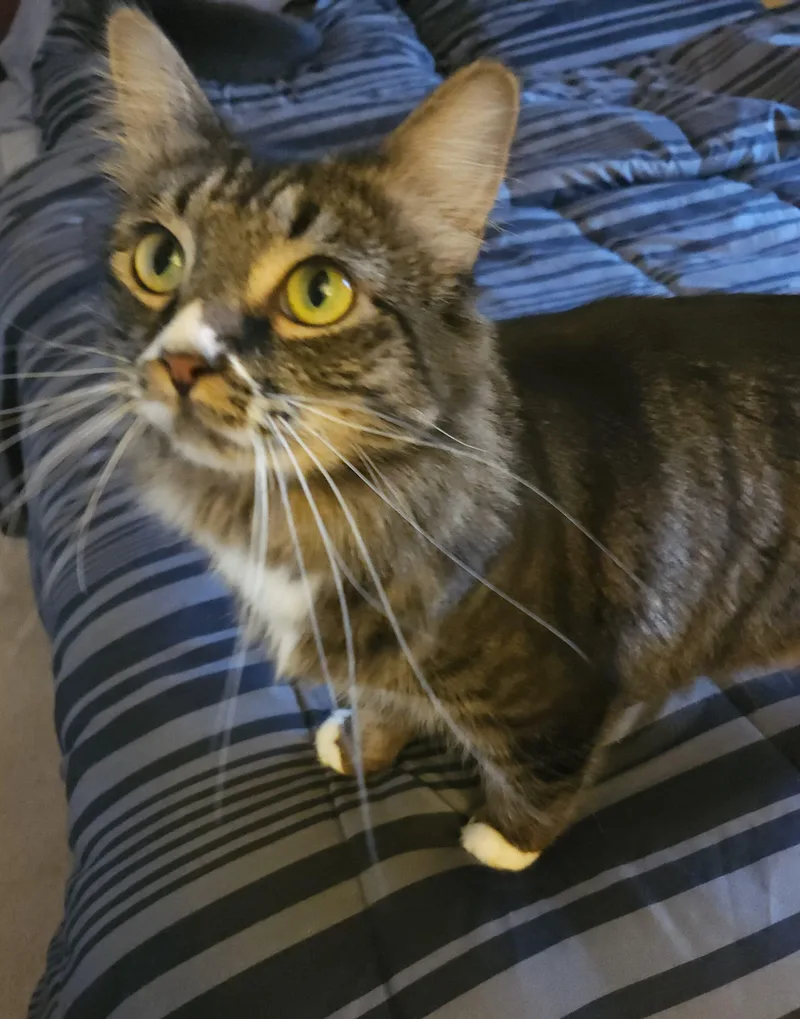 Nyx