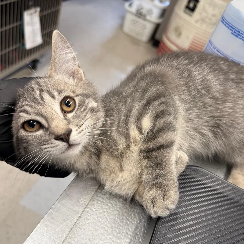 A baby small-sized male Gray / Blue / Silver Domestic Short Hair cat named Marlon for adoption in Spokane, WA