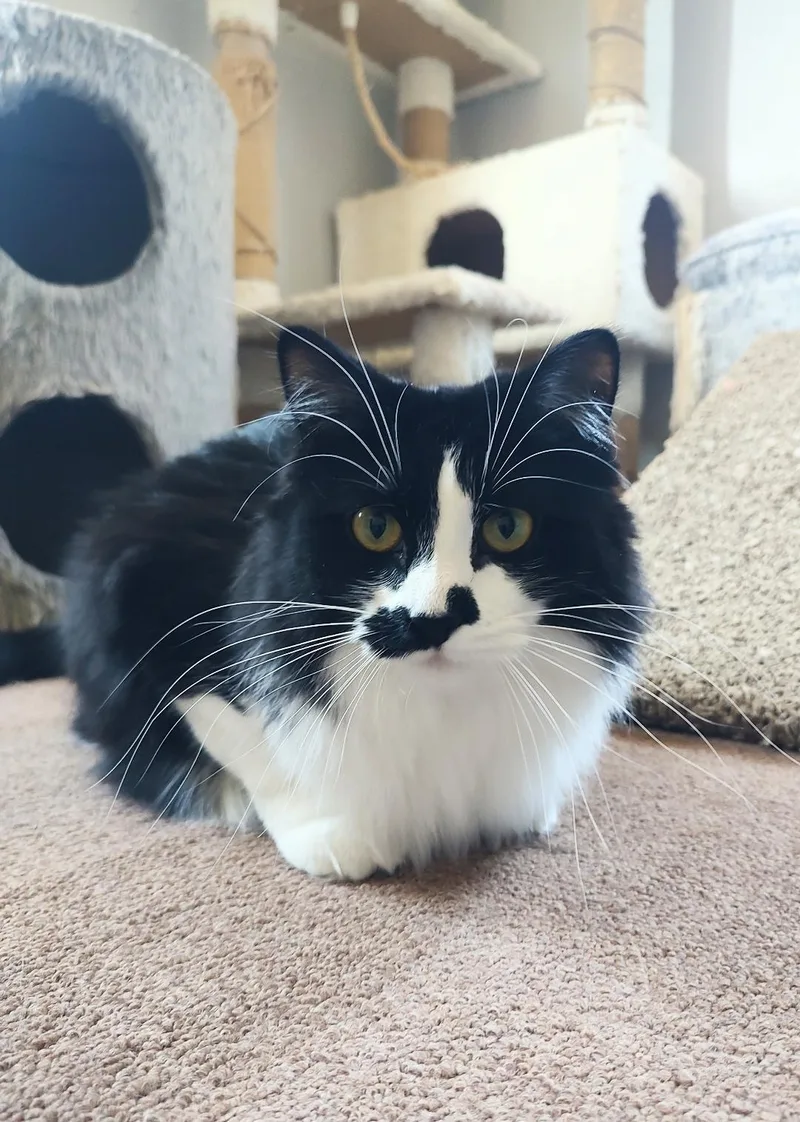 Miss Mustachio