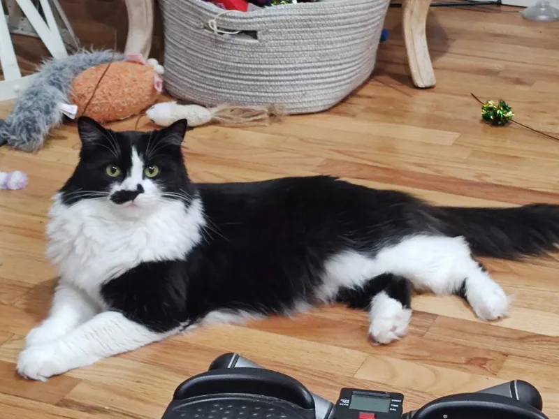 Miss Mustachio thumbnail 2