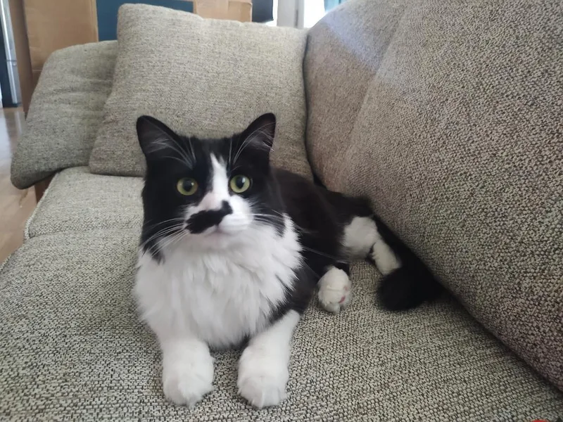 Miss Mustachio thumbnail 3