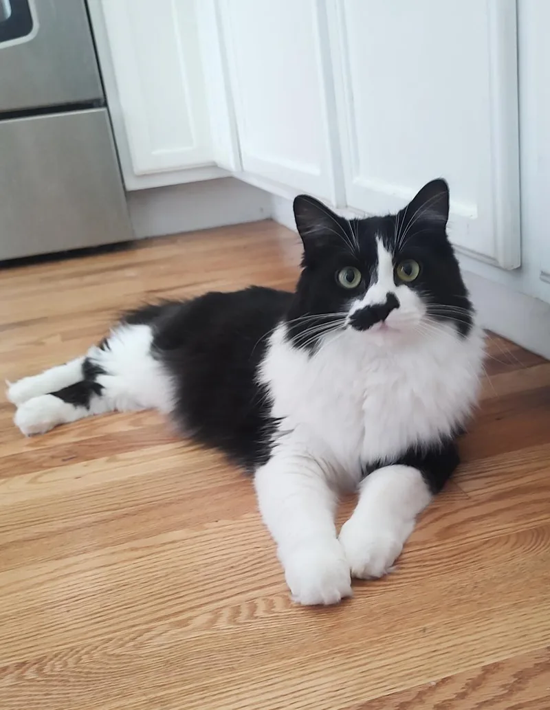 Miss Mustachio thumbnail 4