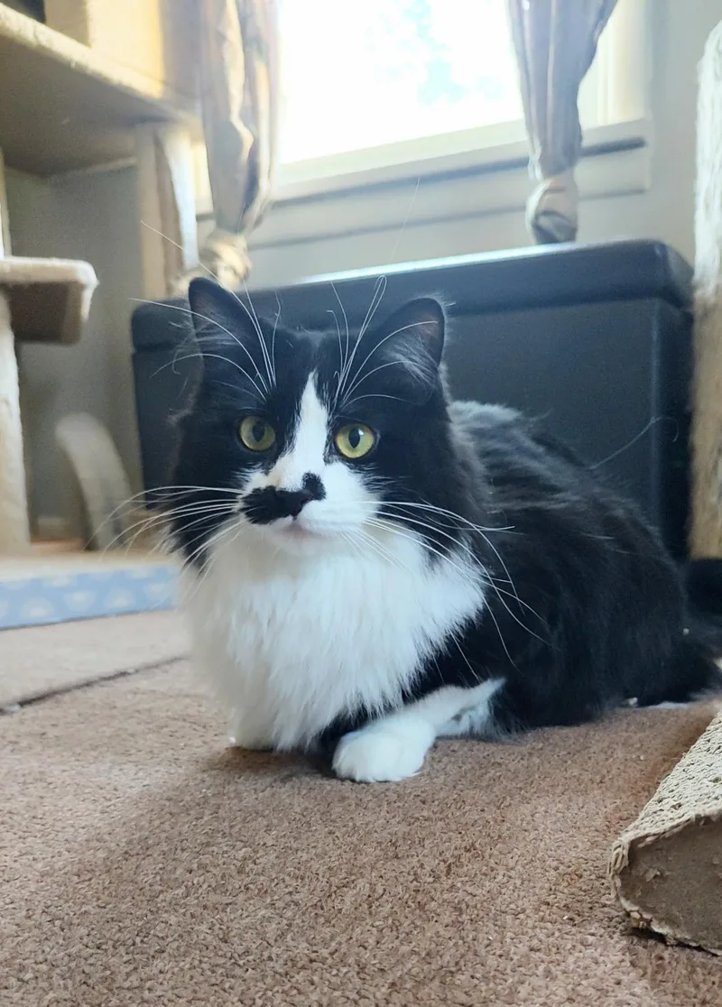 Miss Mustachio thumbnail 6