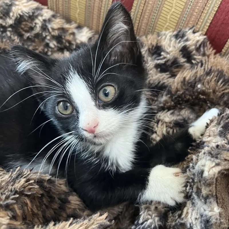A baby medium-sized female Black & White / Tuxedo Domestic Short Hair cat named Dominique for adoption in South Euclid, OH