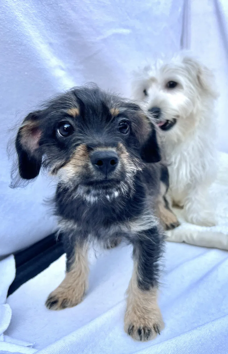 Pipsqueak thumbnail 3