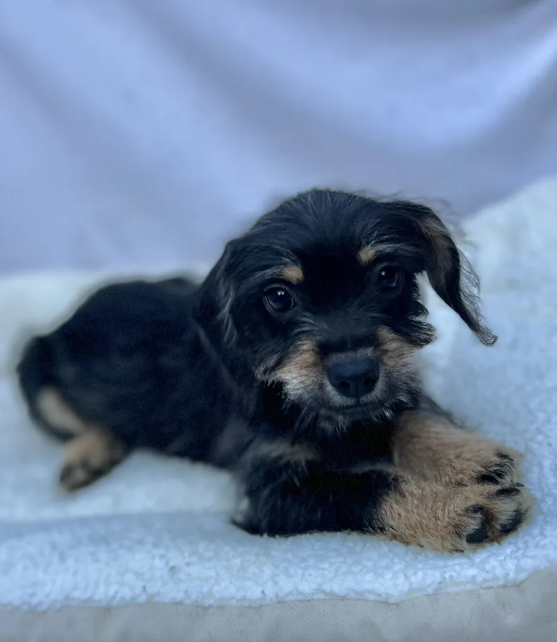 Pipsqueak thumbnail 4