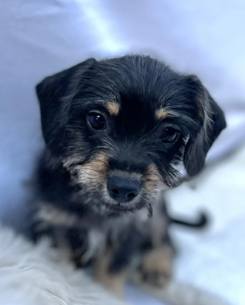 Pipsqueak thumbnail 5